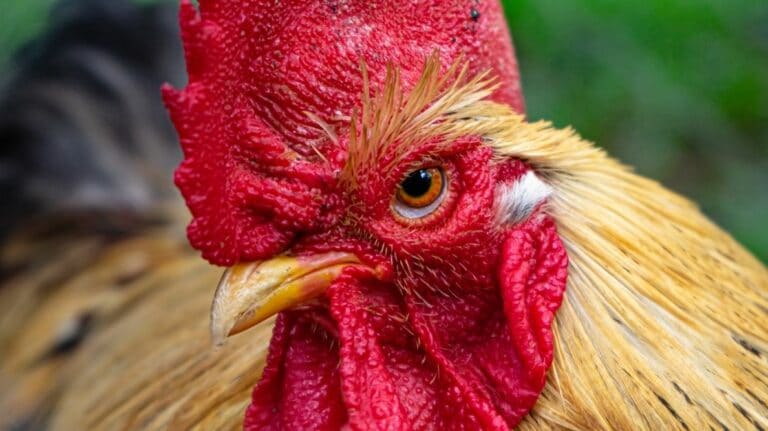 Un coq mécontent