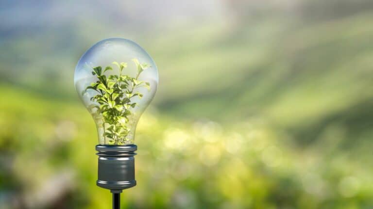 Une ampoule en verre contenant un petit arbre