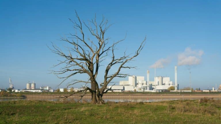 Un arbre mort devant une usine industrielle.