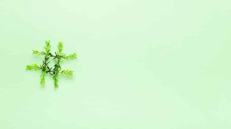 Un hashtag formé de feuilles sur un fond vert