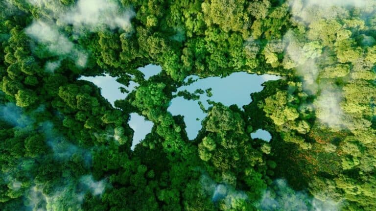 Une forêt dans laquelle se découpe une carte du monde