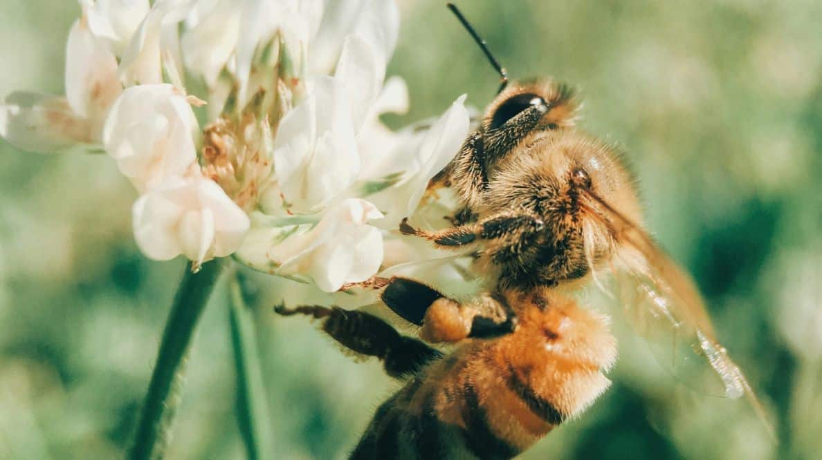 Une abeille butinant une fleur